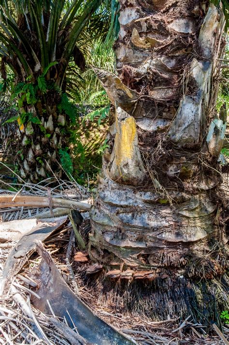 Image result for Palm Tree Rot