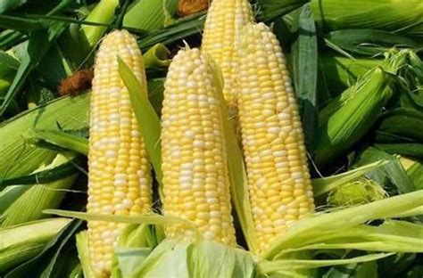 中国现在的吃的玉米全是转基因的么？_百度知道