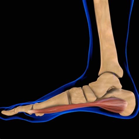 Image result for Extensor Digitorum Communis