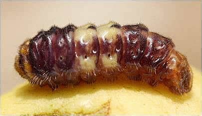 TNAU Agritech Portal :: Crop Protection