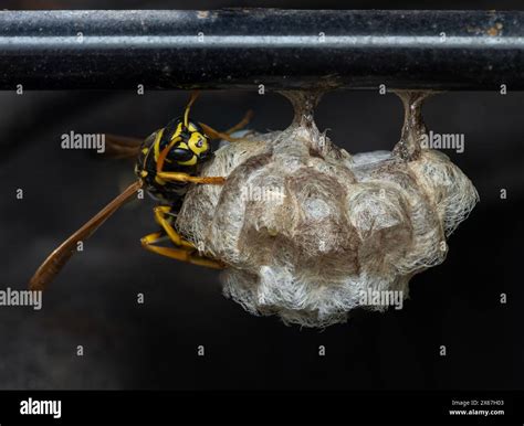 Yellow Jacket Nest Yellow Jacket Nests (Hives)