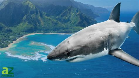 Where Do Great White Sharks Live? Understanding Their Habitat