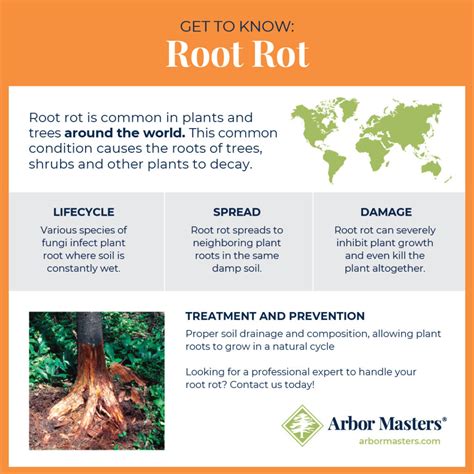 Image result for Signs of Root Rot in Trees