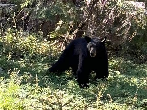 SEQUOIA SIGHTSEEING TOURS - All You SHOULD Know Before Going 2026 (with ...