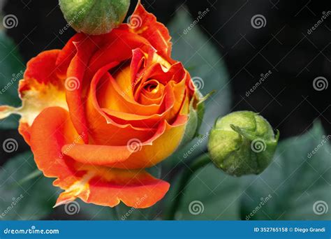 Orange and Yellow Garden Rose Stock Photo - Image of longstem, orange ...
