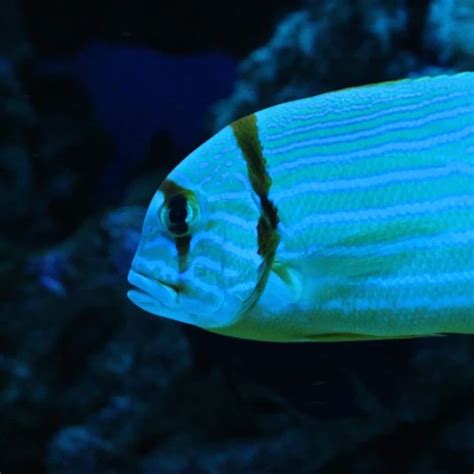 Image result for High Fin Snapper