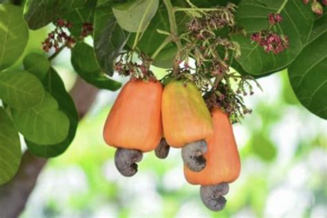 manfaat daun jambu biji