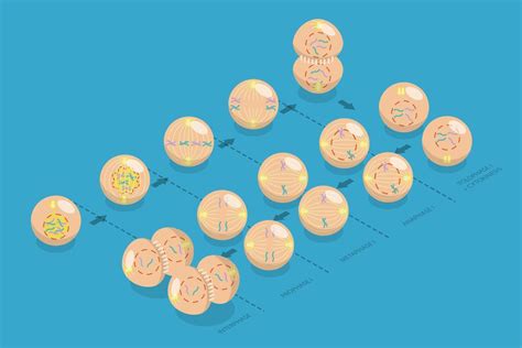 Image result for Scnt Cell Reprogramming
