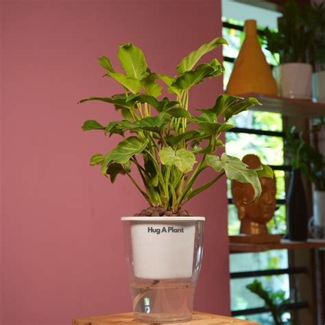 Philodendron Xanadu Golden (Thaumatophyllum Xanadu)- Live Plant (With ...