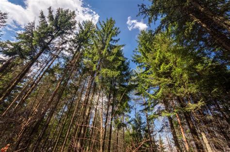 Image result for Scene Spring Trees