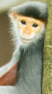 Red shanked douc langur | वानर जगतातील सर्वात सुंदर रंगबेरंगी वानर!