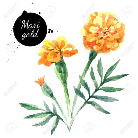 Marigold Flower Drawing at GetDrawings | Free download