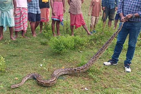 Image result for Python Rescue Videos