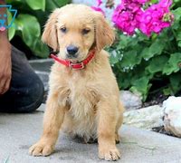 Image result for Cute Dogs Newborn