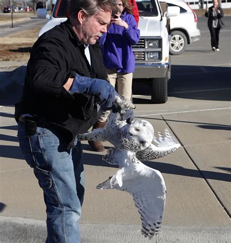 Operation Wildlife rescues injured snowy owl in Lawrence | News, Sports ...