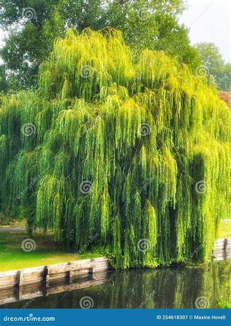 Weeping Willow Tree in All Its Beauty Stock Image - Image of flower ...