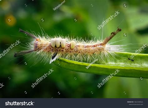 77 White marked tussock moth Images, Stock Photos & Vectors | Shutterstock