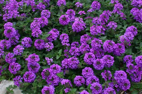 VALLEY LAVENDER® Plains Verbena (Verbena bipinnatifida) has vibrant ...
