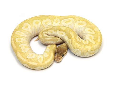 Image result for Crystal Ball Python
