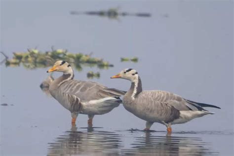 From Bluethroat to Northern shoveler: Migratory birds that can be ...