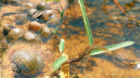 Image result for Spring Boot and MySQL Driver