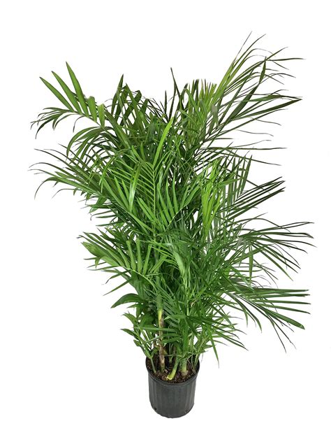 Dwarf Bamboo Palm Plant