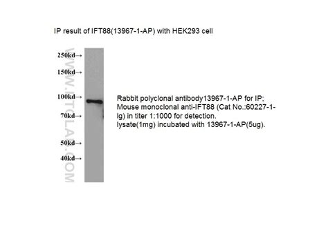 IFT88 Fusion Protein Ag4980 | Proteintech