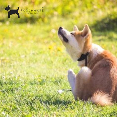 Itchy Dogs – PoochMate