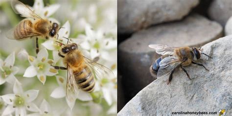 Bees Algorithm Applications 的图像结果