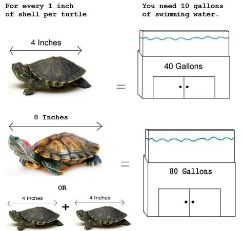 Snapping Turtle Age Chart 的图像结果