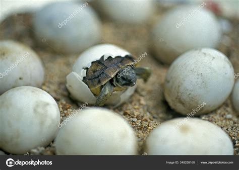 Desert Turtle Egg