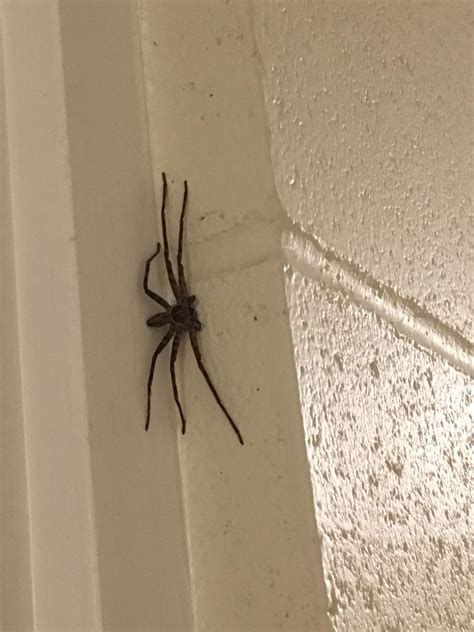 Is this a huntsman spider? In Hawaii, need to know if it is harmless please. I like spiders, but ...