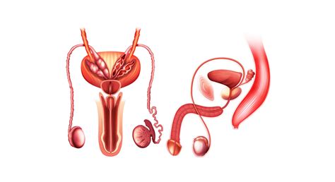 Learnursing - Anatomy Of Male Reproductive System