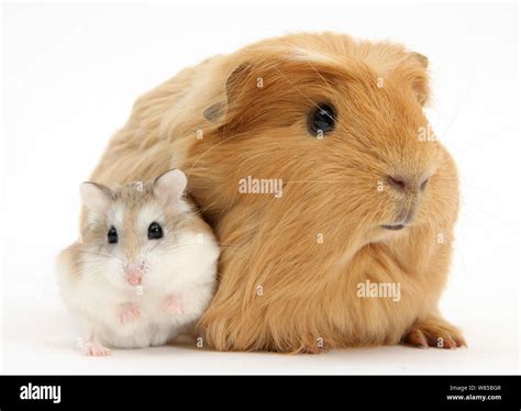 Can Guinea Pigs And Hamsters Live In The Same Room at Charlie Mummery blog