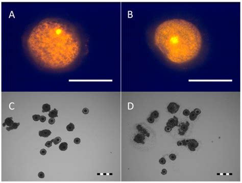Comparison of Different Materials for Self-Pressurized Vitrification of ...