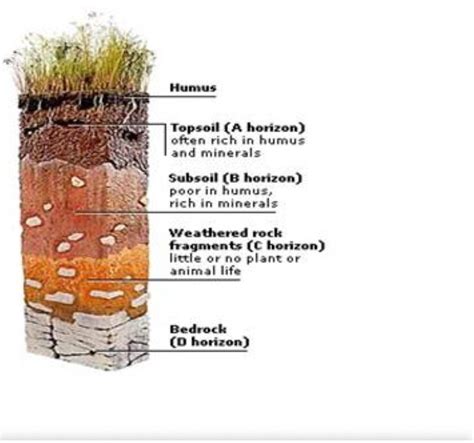draw a labelled diagram of soil profile