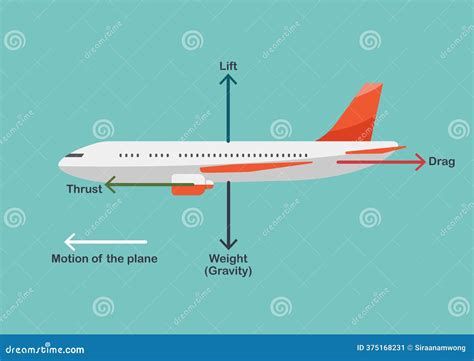 How Gravity Affects Bird Flight Mechanics