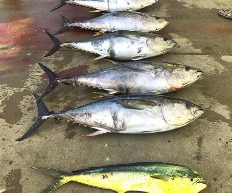 3 AMIGOS SPORTFISHING CHARTERS (2026) All You Need to Know BEFORE You ...