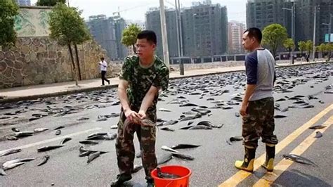 Raining Fish