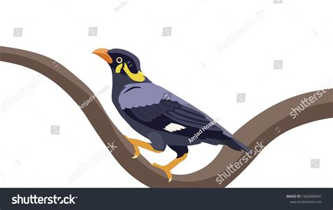 Image result for Maina Drawing