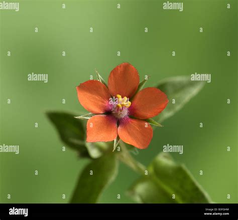 Scarlet pimpernel flower hi-res stock photography and images - Alamy