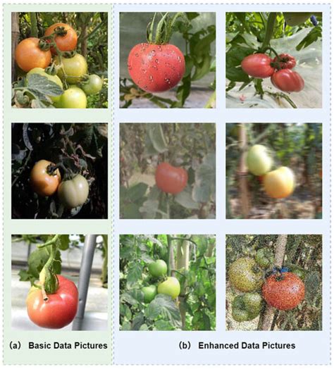 TQVGModel: Tomato Quality Visual Grading and Instance Segmentation Deep ...