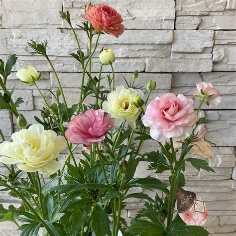 ラナンキュラス ラックスシリーズ 選べる5色 | 橋本種苗園