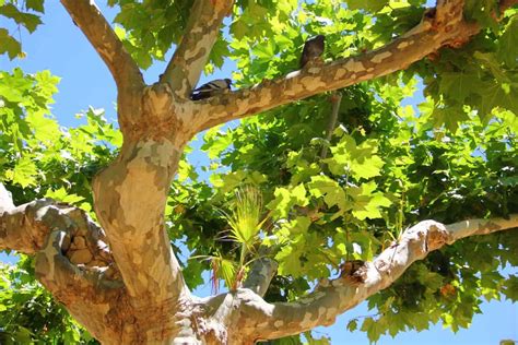 Image result for Sycamore Tree Usage