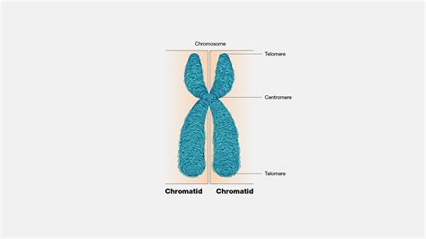 Chromosomes Vs Chromatids Phases Of Meiosis And Action In Each Phase