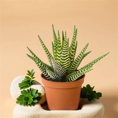 Hawothiopsis Zebra Succulents Online In India - Plant Orbit