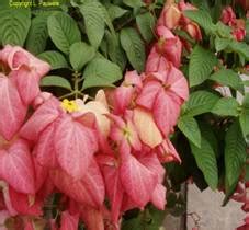 Horticulture :: Landscaping :: Types of garden