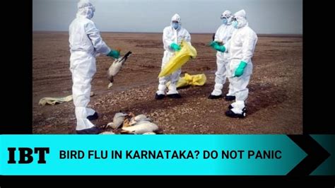 Bird flu in Karnataka: Four districts on high alert as Kerala reports ...