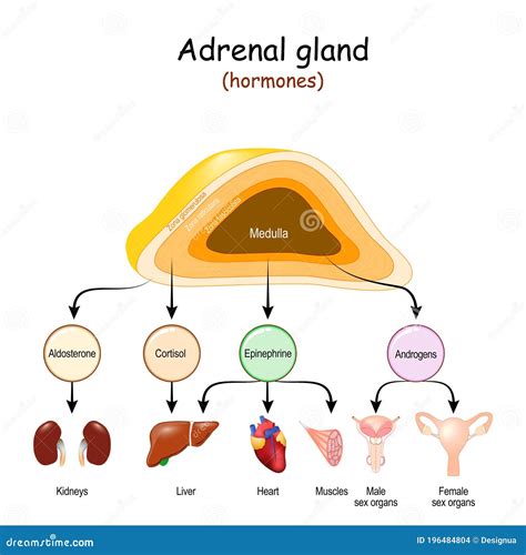 Structure Of The Adrenal Cortex at Ruth Israel blog