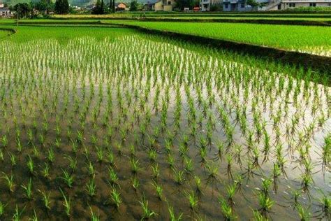 水稻种植技术与管理，常见的水稻育苗方法是秧盘育苗 - 农敢网
